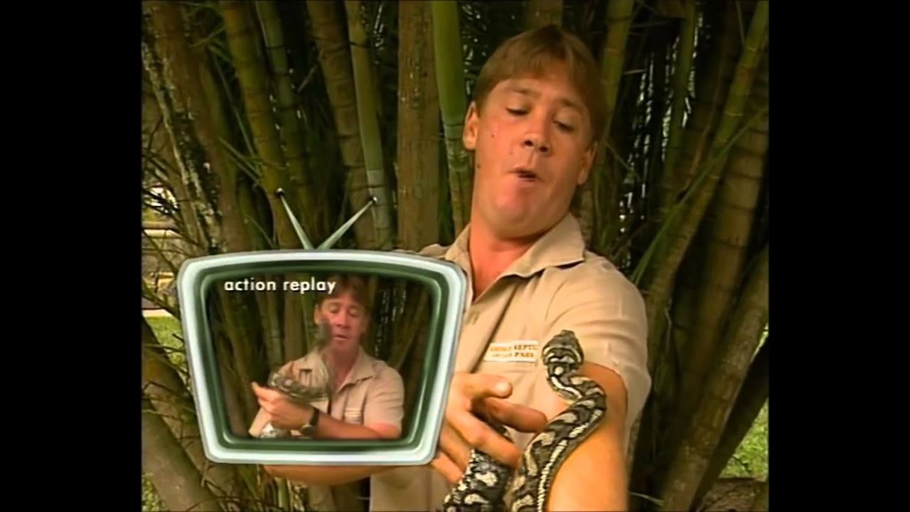 Python Bites Steve Irwin In The Face