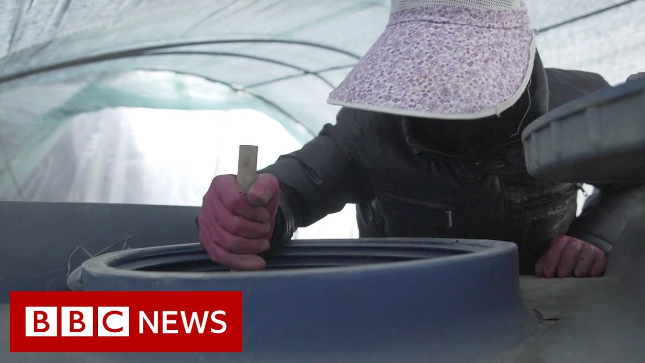 South Korea's 'hidden' migrant workers - BBC News