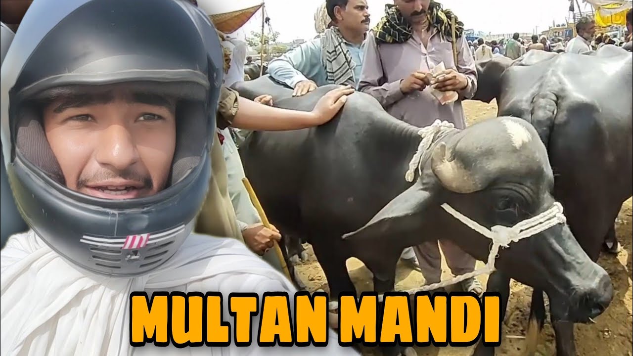11 Jhotiyon (buffalo) ky Baad 1 Jhota Buy kar liya 