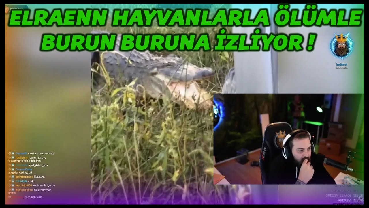 ELRAENN - HAYVANLARLA ÖLÜMLE BURUN BURUNA İZLİYOR !