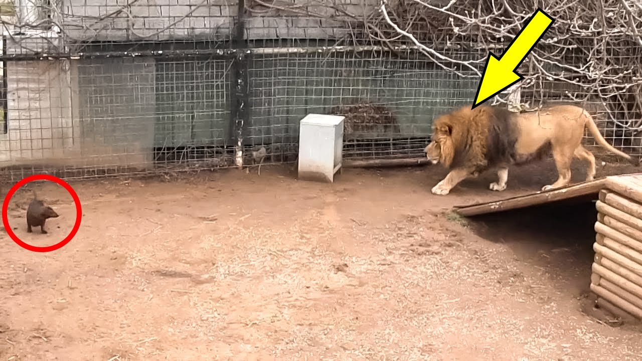 LAS AMISTADES M&Aacute;S INUSUALES ENTRE ANIMALES