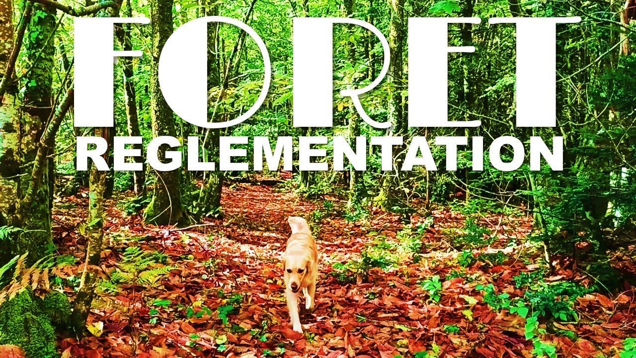 AVOIR UNE FORET : réglementation, responsabilités, plan de gestion, chasse, coupe et reforestation.