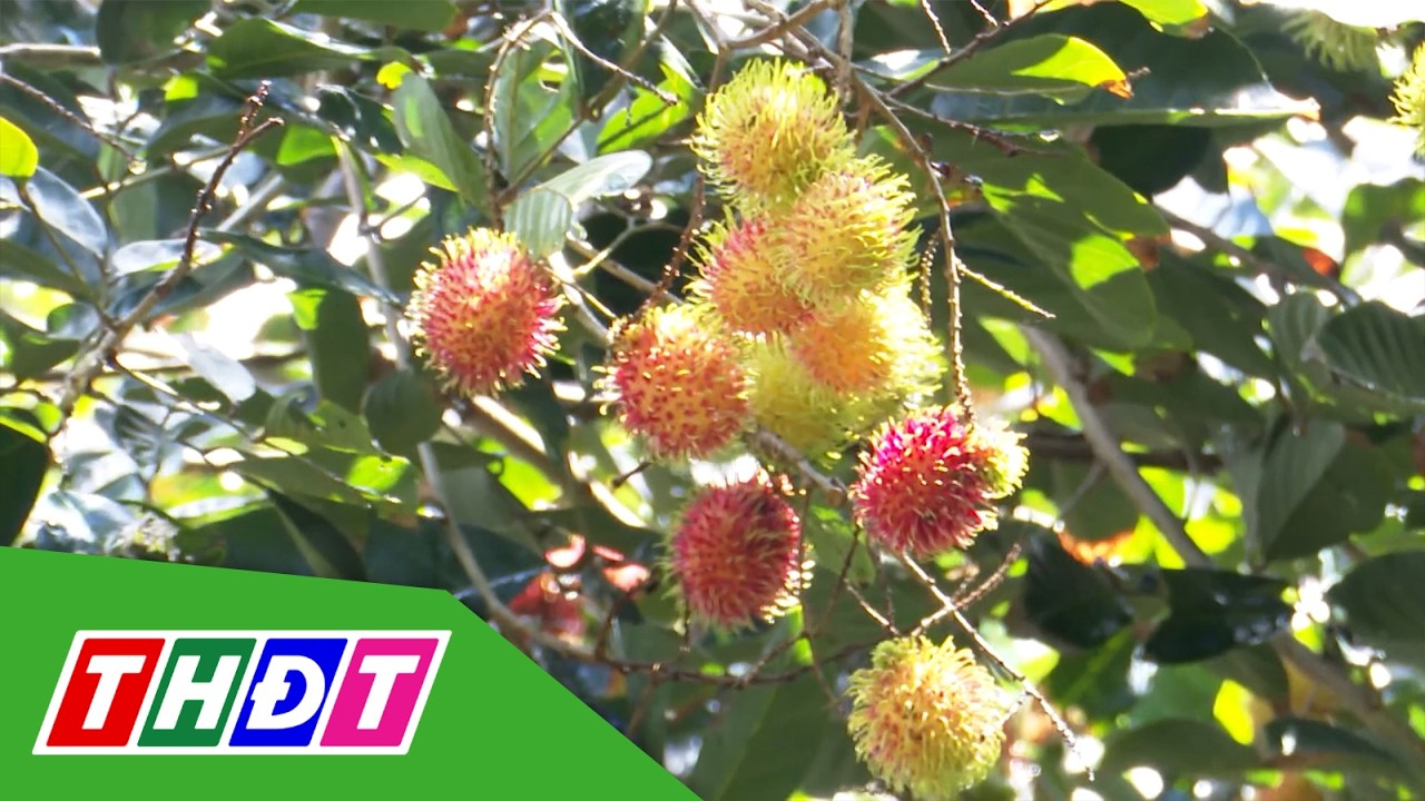 Gi&aacute; ch&ocirc;m ch&ocirc;m giảm khi v&agrave;o m&ugrave;a thu hoạch rộ | THDT