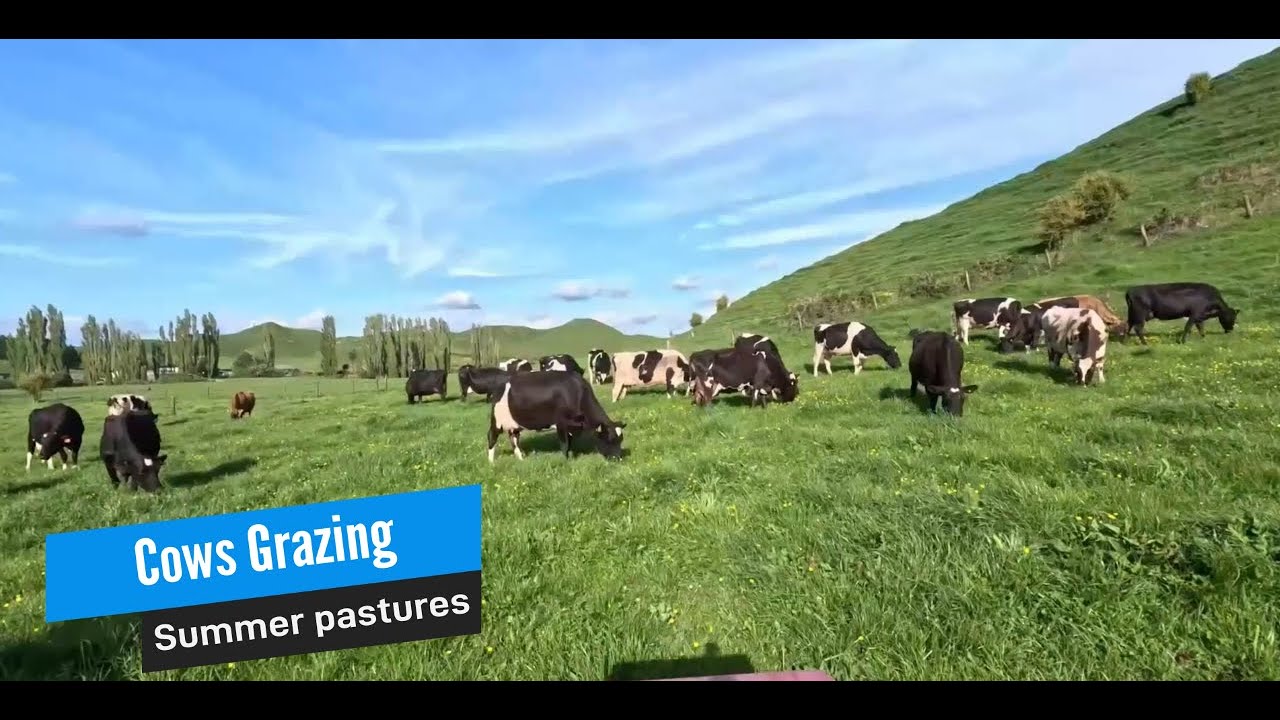 Milking cows grazing summer pastures on a dairy farm in New Zealand