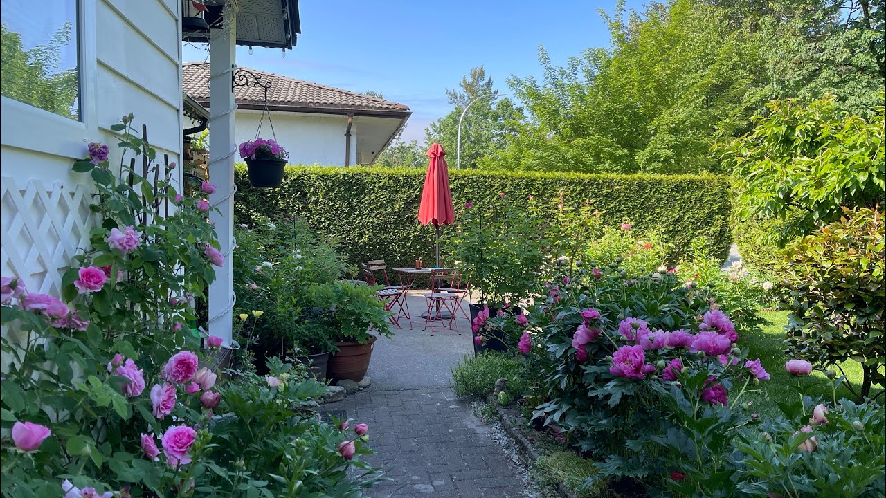 Roses and Peonies - My front garden - May walkthrough - May, 2023