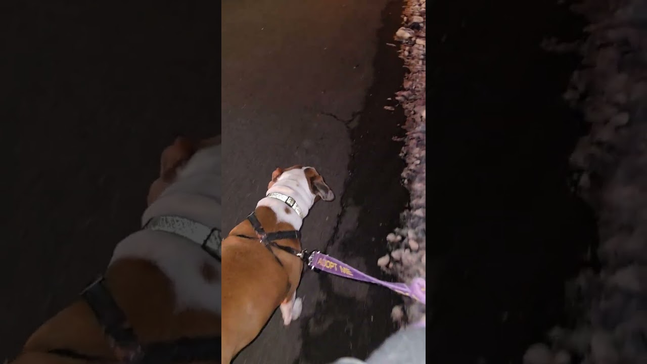 Ellie's Walk Cam Day 755 #dog #dogwalk