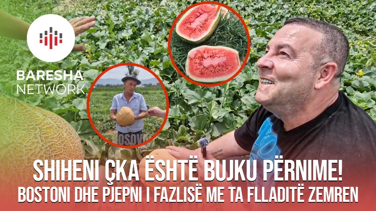 Shiheni çka është bujku përnime! Bostoni dhe pjepni i Fazlisë me ta flladitë zemrën.