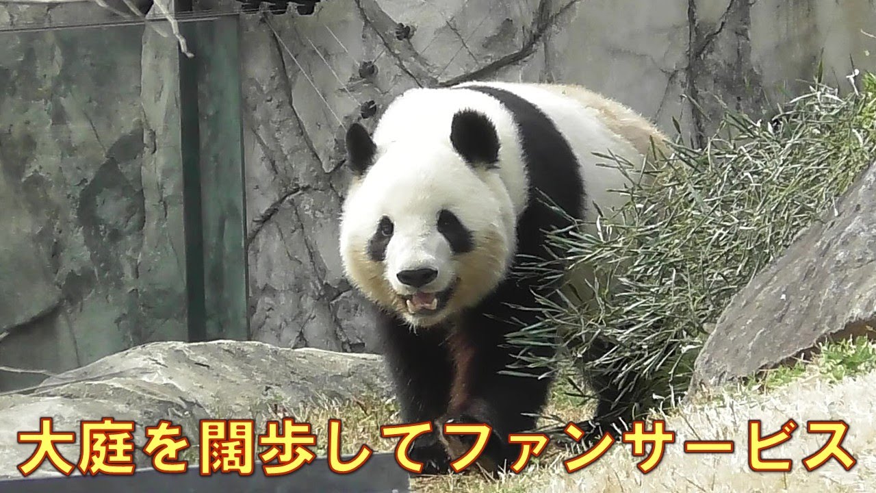 3/27シャオシャオ大庭デビューをやっと見れましたgiantpanda @tokyo 上野動物園