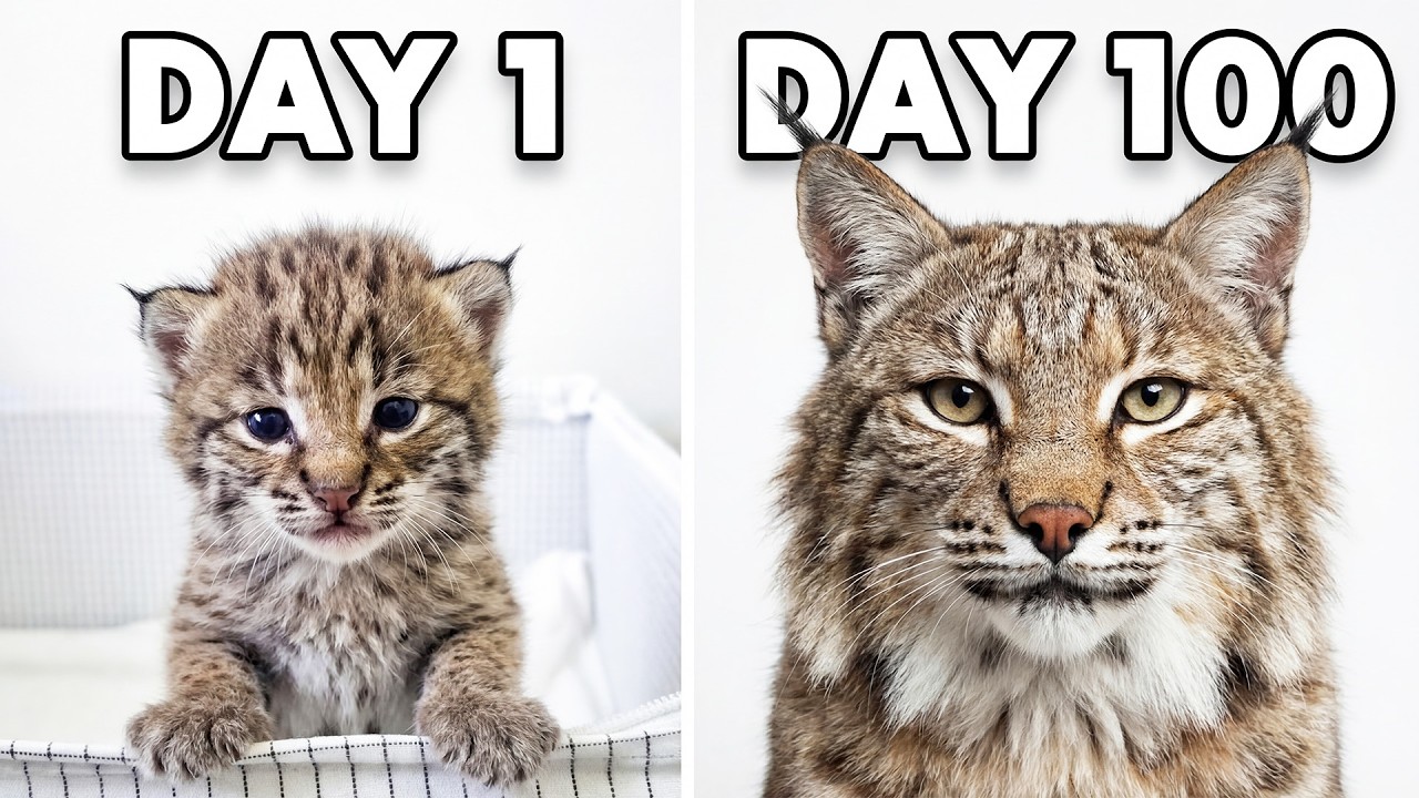 How a Bobcat Kitten Grows Up — First 100 Days of His Life! Watch Him Become a Giant