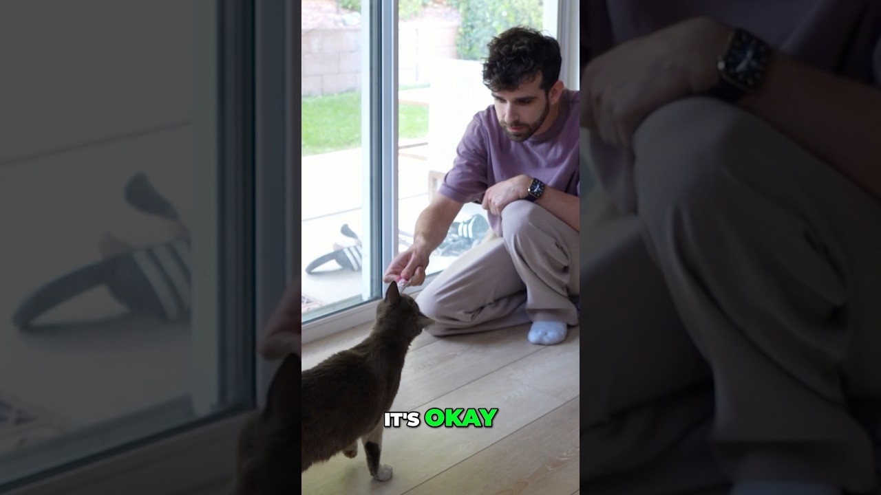 Бродячие кошки моего района. Наконец-то я расскажу историю... Часть 1... Что мне делать?