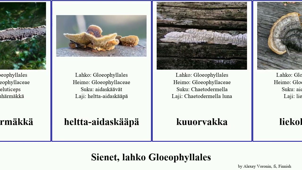 Sienet, lahko Gloeophyllales fungus liekok&auml;&auml;p&auml; havuh&auml;rm&auml;kk&auml; kauffmanii saunak&auml;&auml;p&auml; aidask&auml;&auml;p&auml; Logos