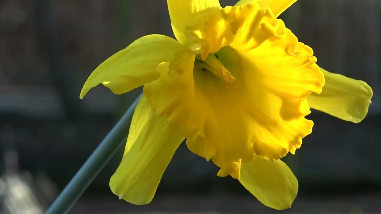 Newly Bloomed, Beautiful Fragrant Daffodils and Hyacinths.