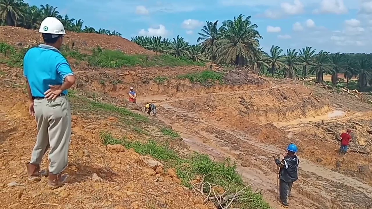 Ajir atau Pancang Tanam Kelapa Sawit sektor Teras