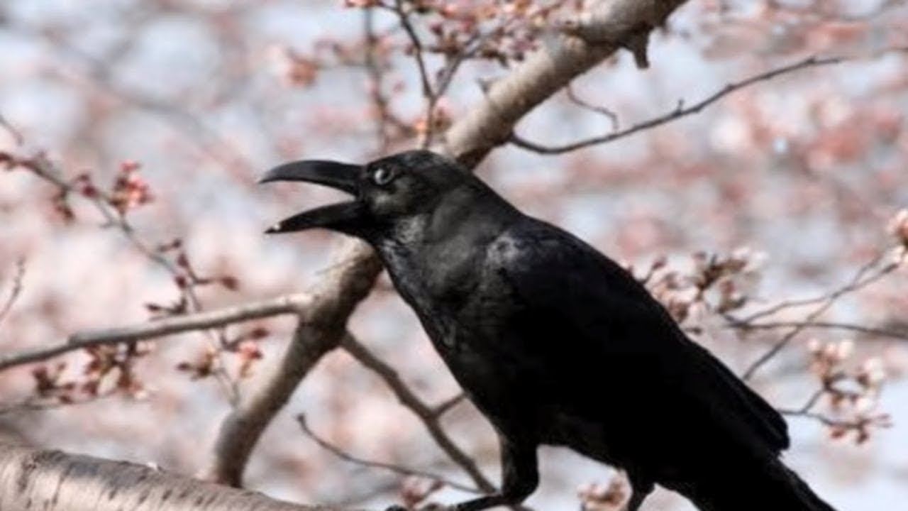 This Little Girl Started Feeding The Crows, Now They Bring Her Gifts