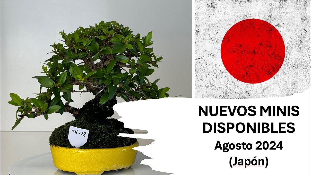 IMPORTACION JAPÓN AGOSTO 24
