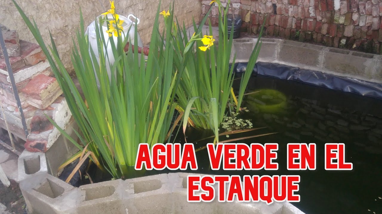 Agua verde en el estanque.