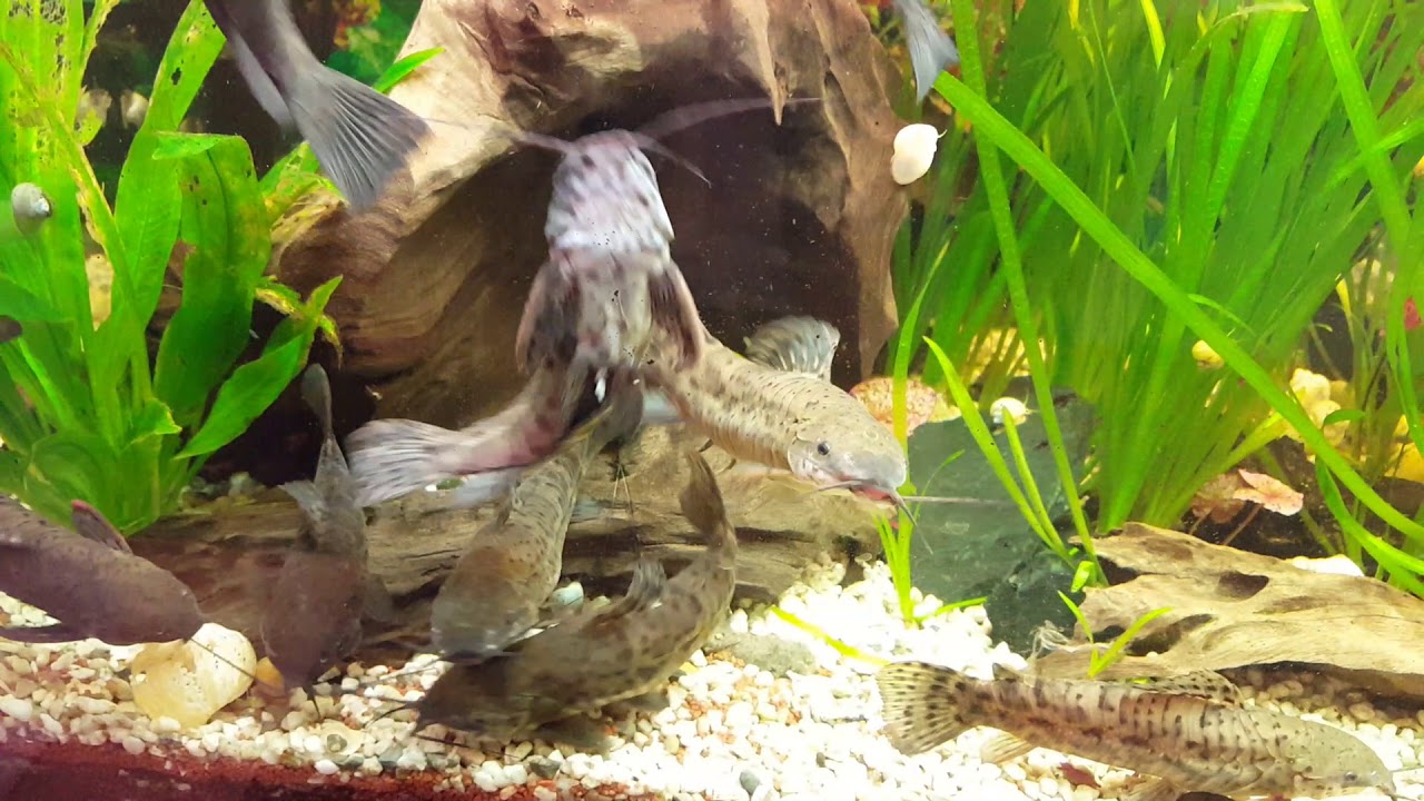 Spotted Hoplo // Schwielenwels Aquarium / Hoplosternum thoracatum // Aquarium Discus Deifferdeng