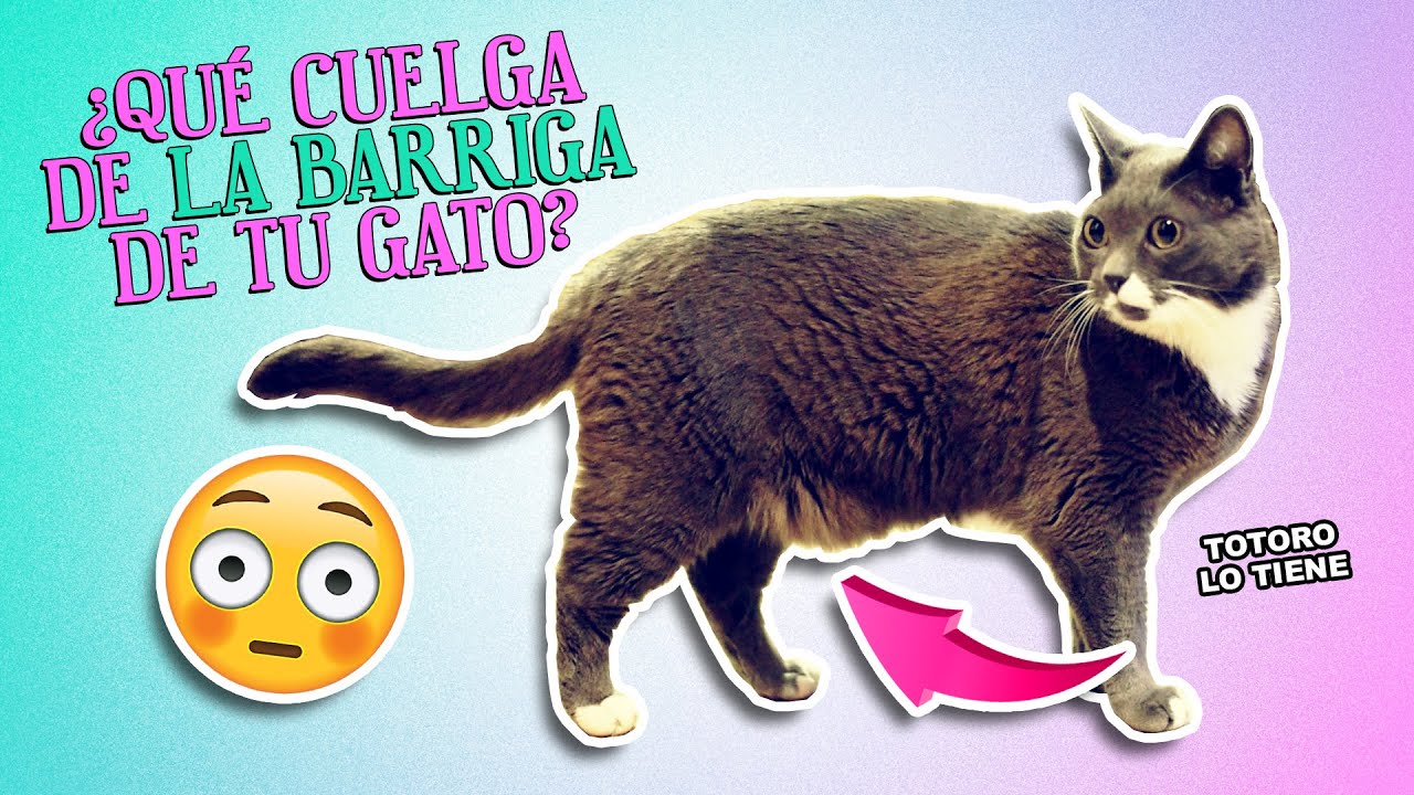BOLSA PRIMORDIAL en gatos 🙀😳 | ¿Qué es eso que le cuelga de la barriga a tu gato?