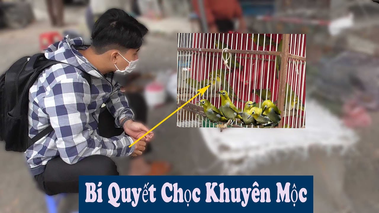 Cùng Cậu Học Sinh Ra Chọc Chim Khuyên Mộc || Bí Quyết Chọn Chim// Chiến Ơi