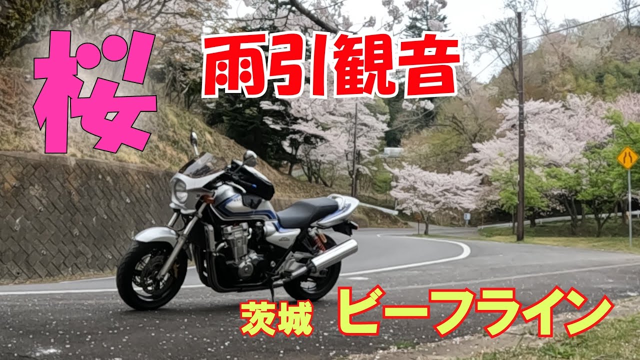 ビーフラインと桜の雨引観音