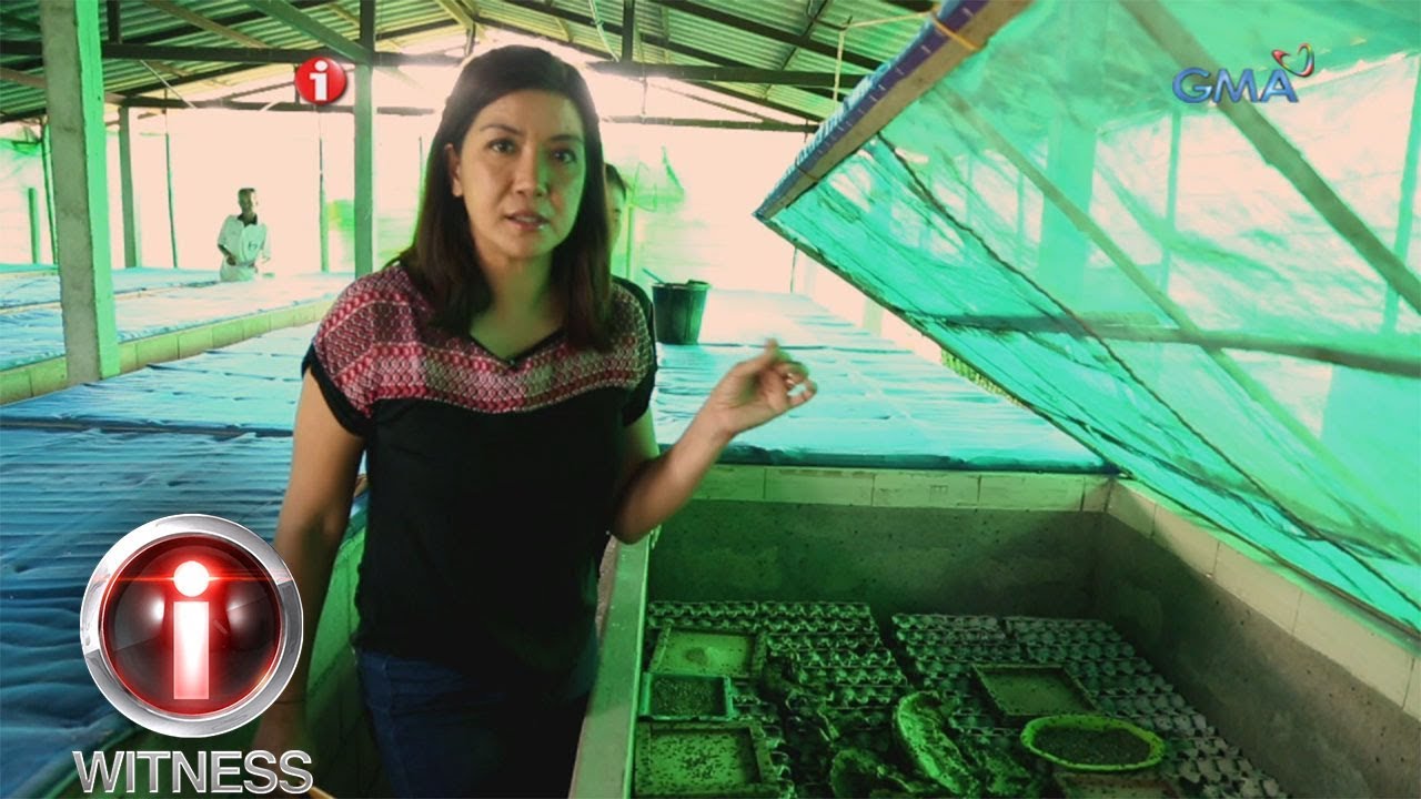 I-Witness: Kara David, bumisita sa isang cricket farm sa Thailand
