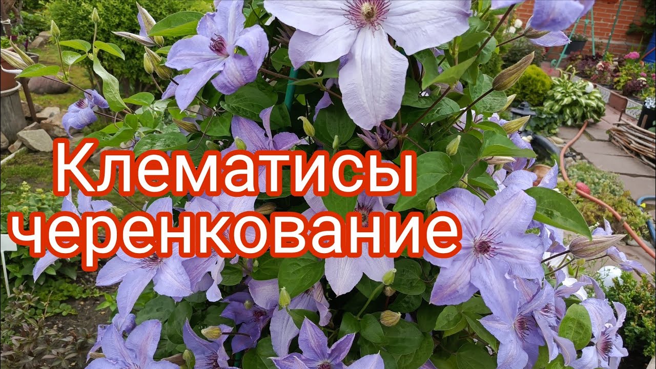РАЗМНОЖЕНИЕ КЛЕМАТИСА ЧЕРЕНКАМИ .