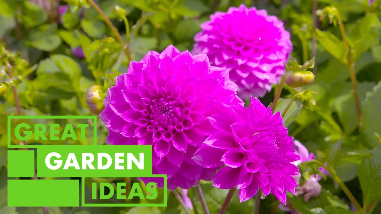 How to Grow DAHLIAS | GARDEN | Great Home Ideas