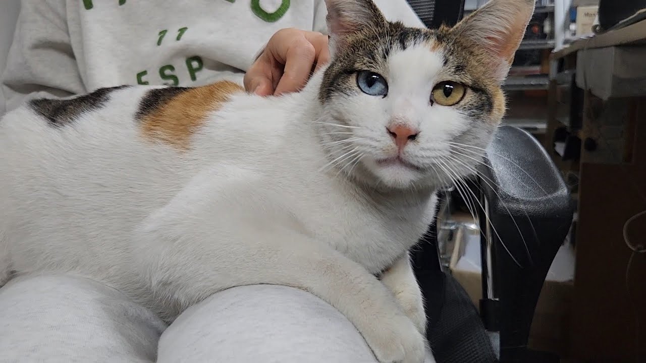 무릎냥 보물이