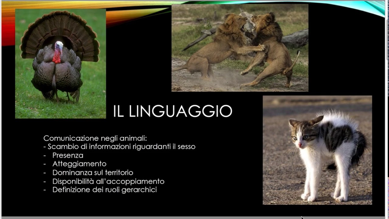 Il comportamento animale 2