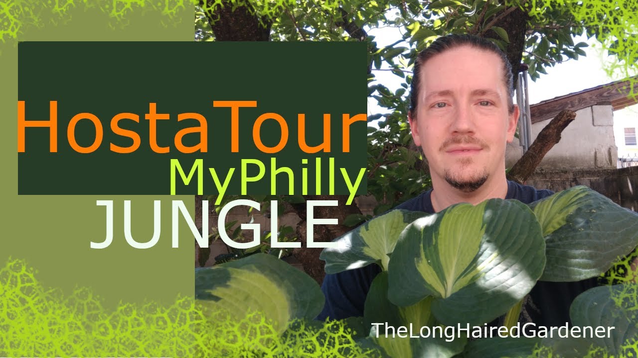 Garden Tour My Philly Jungle: The Hosta Tour