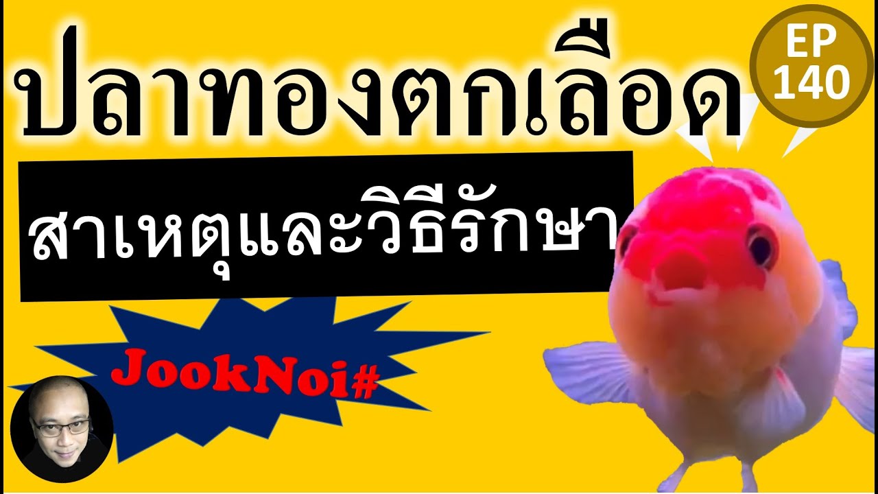 ปลาทองตกเลือด สาเหตุ และวิธีรักษา EP140