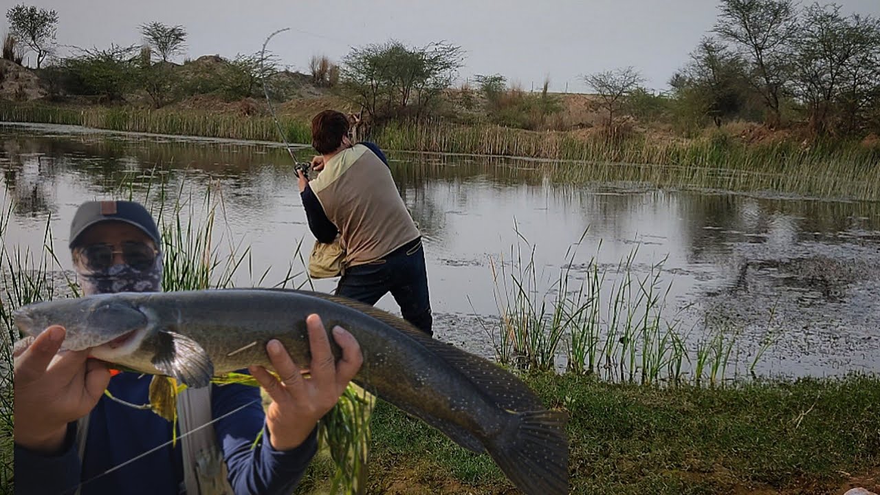 Amazing snakehead fishing || snakehead fish || murrel fishing || Nero & lucana frog