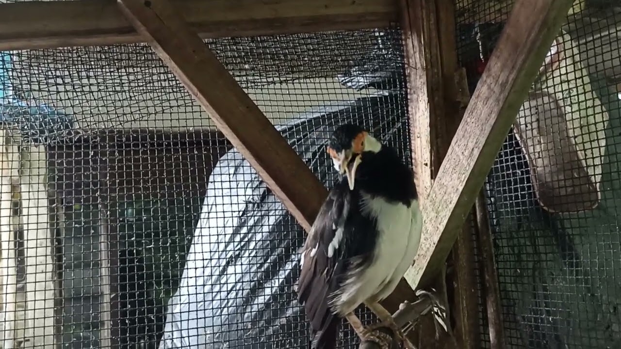 The suren starling doesn't want to stay still