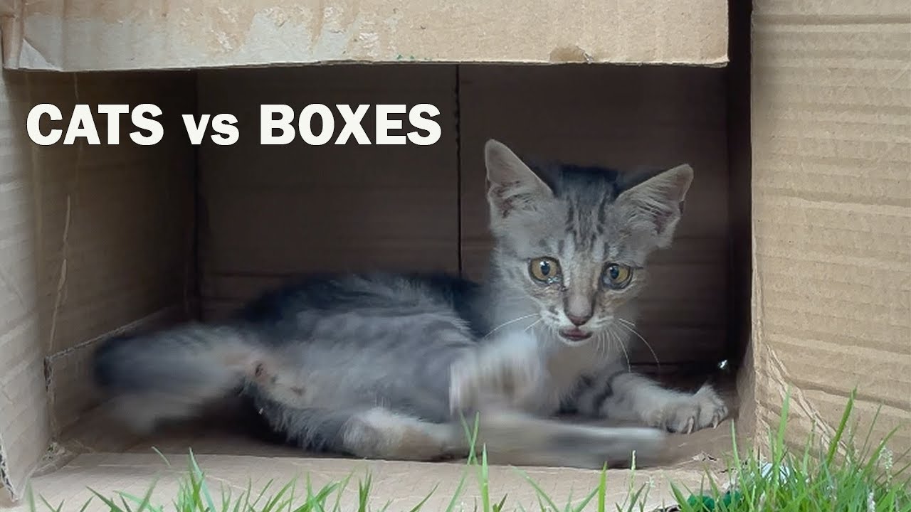 Abandoned Kitten Obsessed With a Box 😿📦