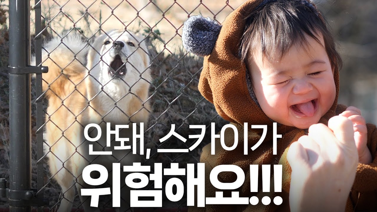 아기와 산책하는데 울부짖는 진돗개… 이유를 알고 깜짝 놀랐어요