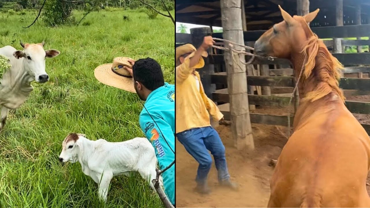 CAVALO COM 2 ANOS SEM MONTAR