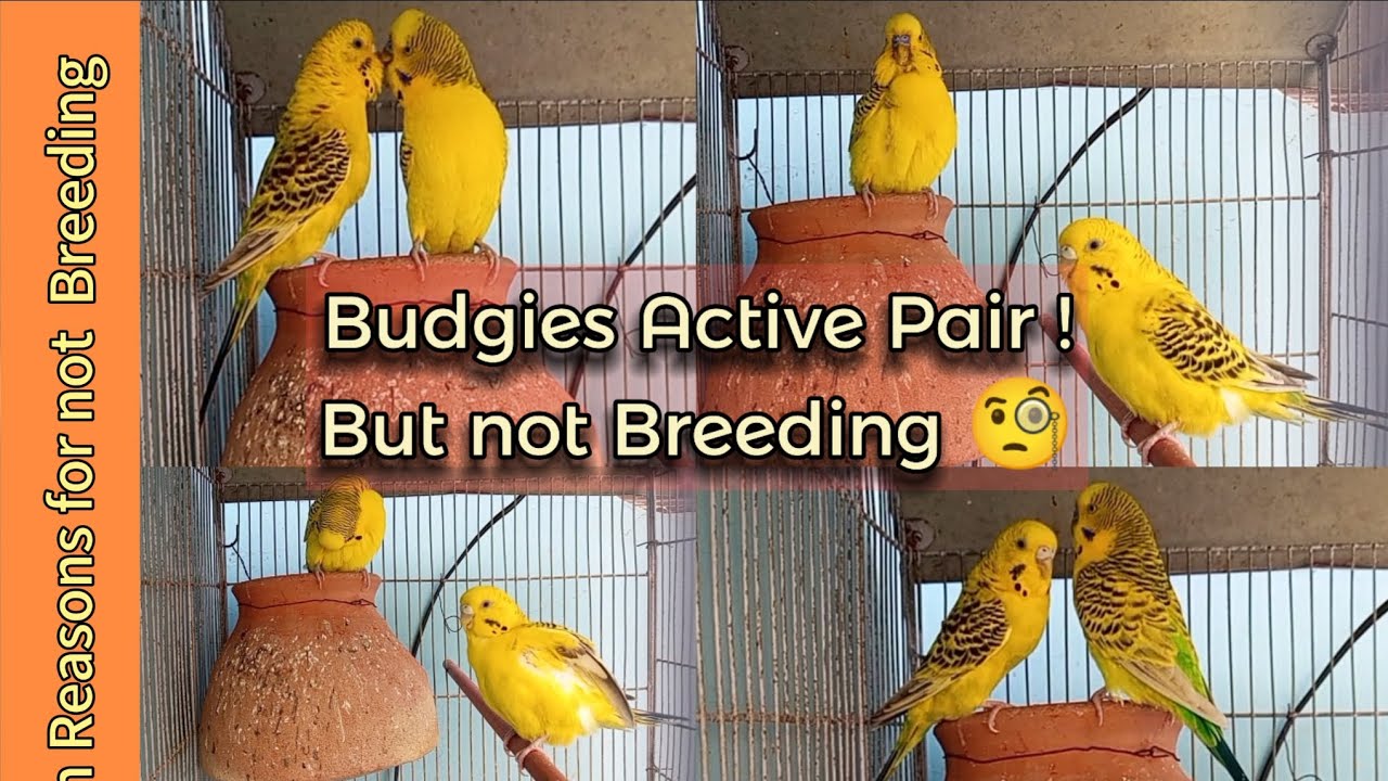 TCB Budgies🐦not breeding| Australian  parrots breeding & mating tips & solution| budgies colony cage