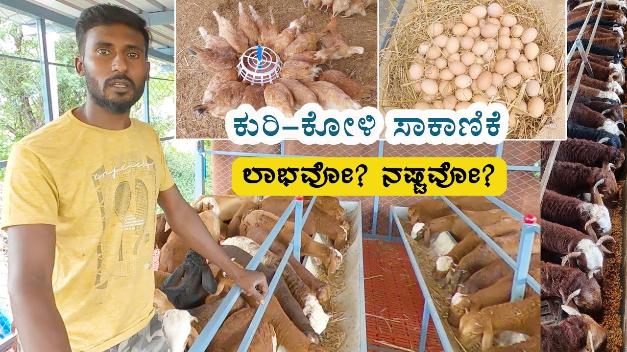 Hi-tech integrated farming - stall fed sheep farming