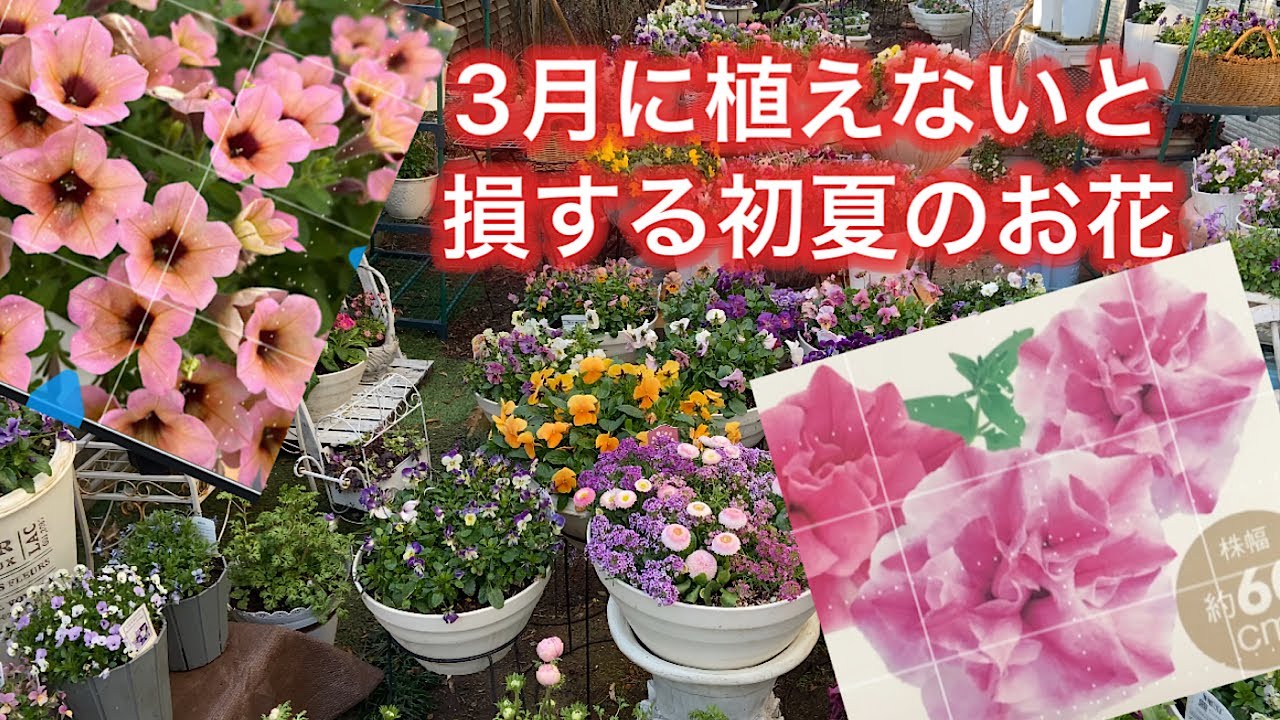 【3月に植える初夏の神花】ペチュニア、サフィニア、アズーロコンパクト、今が植え時です。