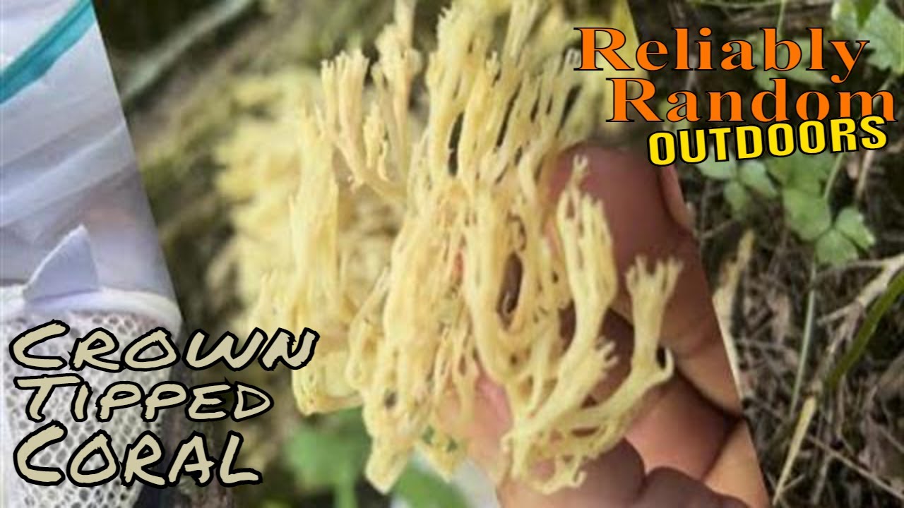Coral Mushroom, Identify, Collect, and Cook