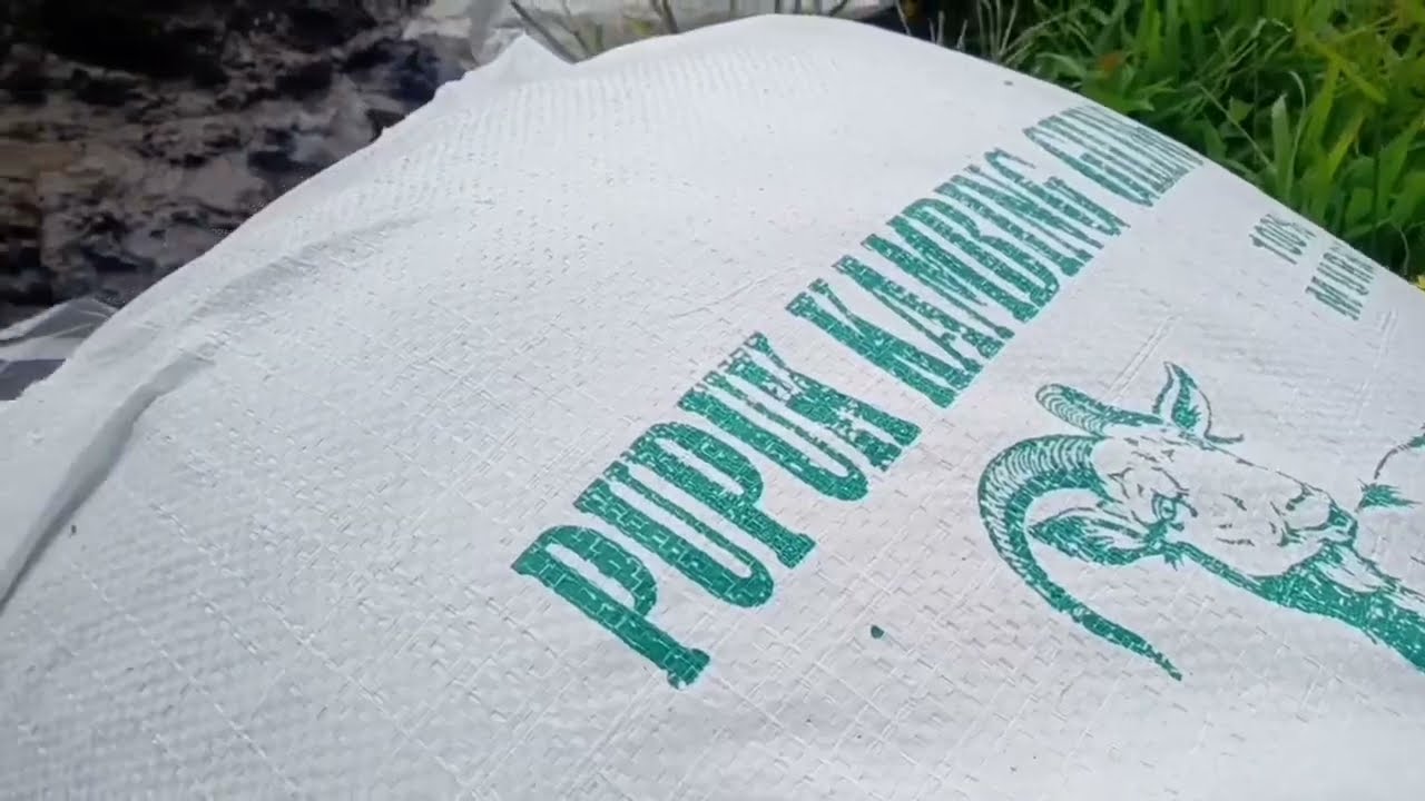 CARA SUPAYA TANAMAN CABE SUBUR