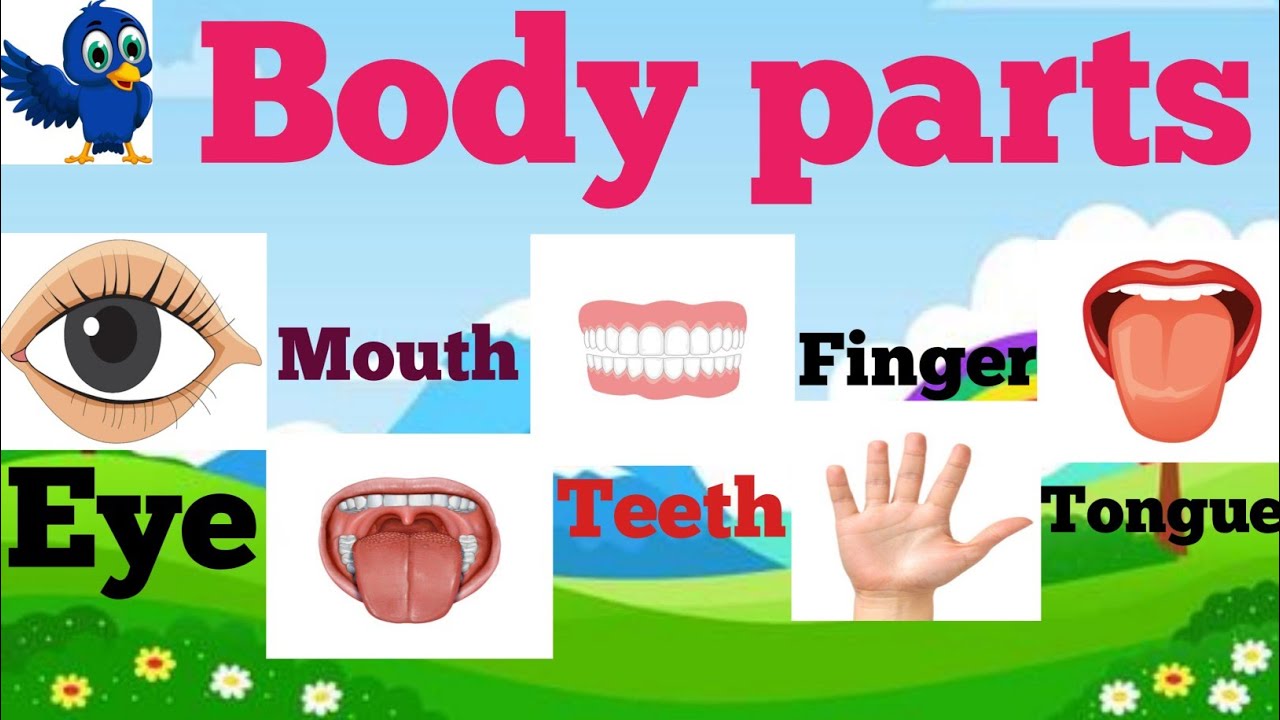 Human Body Parts for Kids | Body Parts Name in English | Learn Human Body Parts with Pictures #viral