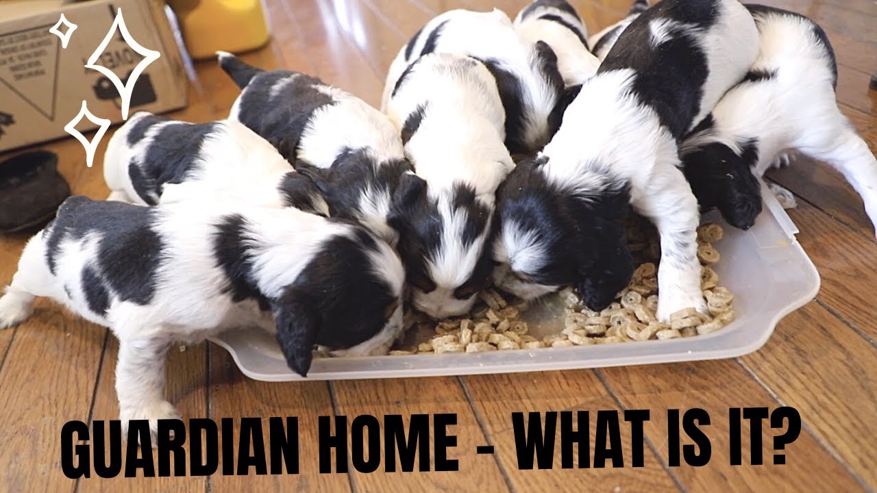 What is a Guardian Home - 3 week old English Springer Spaniel
