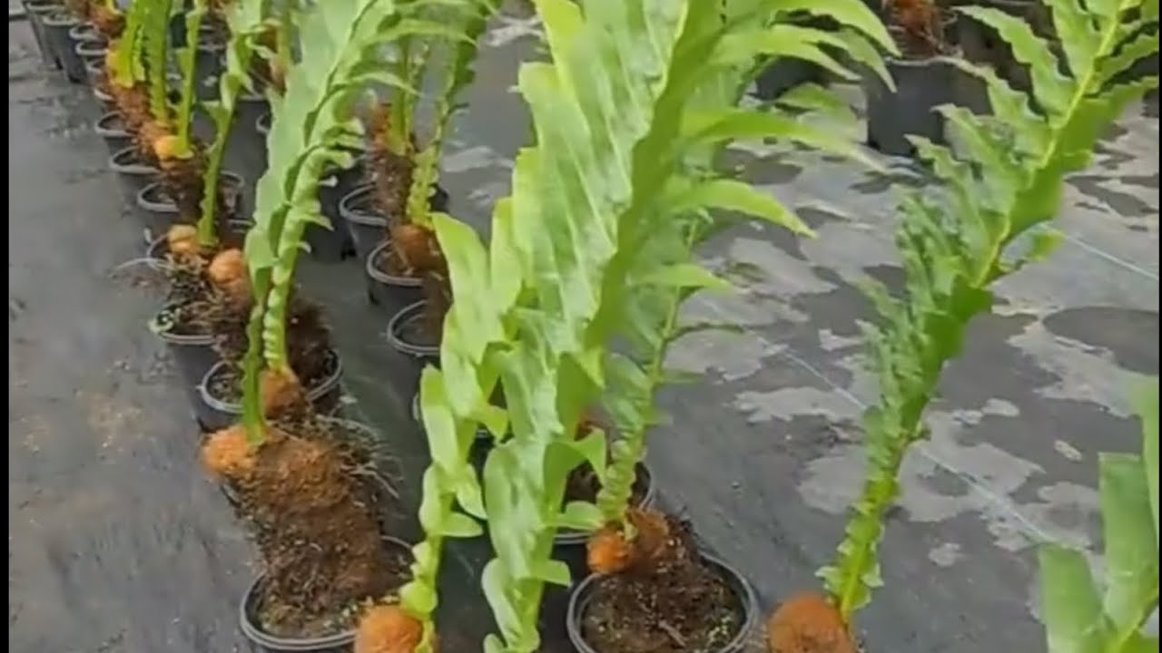 Health Benefits of Kammari | कम्मरी लहराको अचम्मका फाइदाहरु 🌿 Medicinal Plant