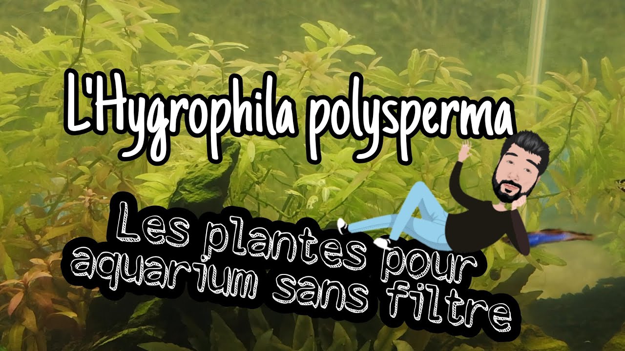 l'hygrophila polysperma : Les plantes pour aquarium sans filtre