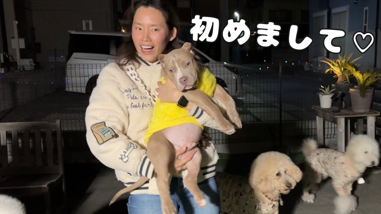 【初対面！】ついに我が家、ピットブルのパピーに会いに行ってきました！♡｜グレートピレニーズ&オールドイングリッシュシープドッグ&トイプードル