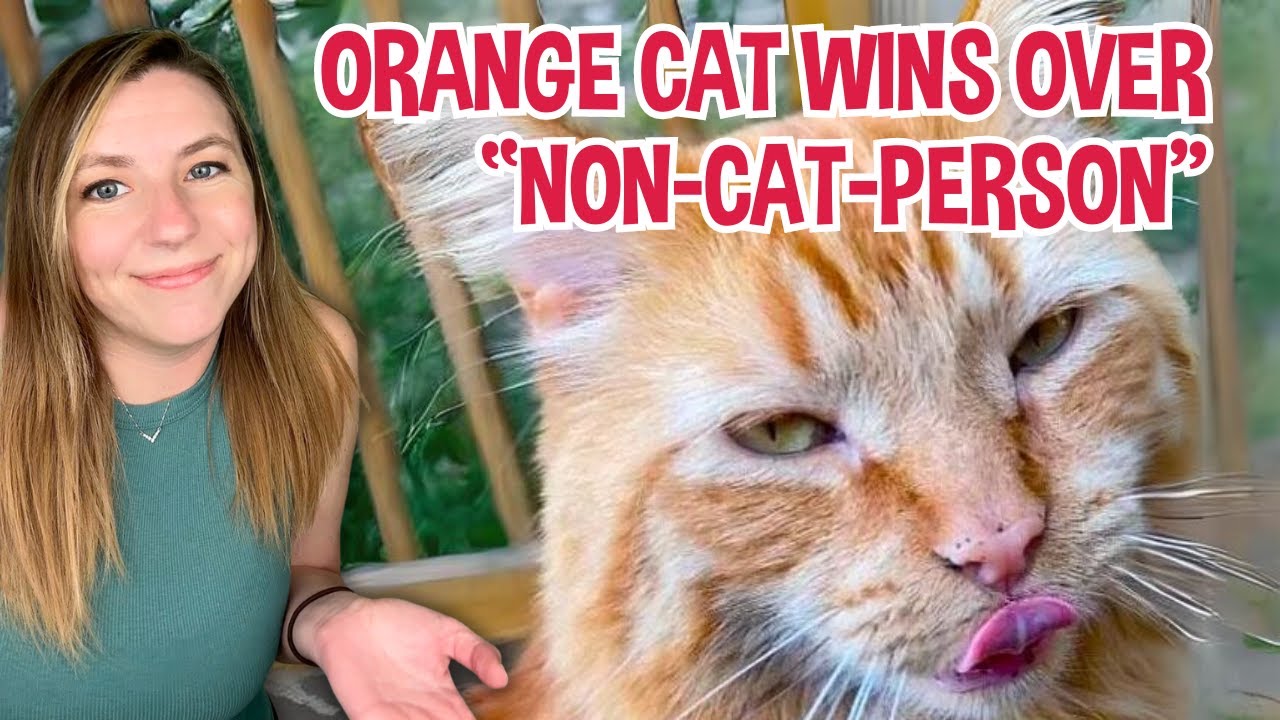 Orange cat chooses man who claims to be "not a cat person" - now they're best friends