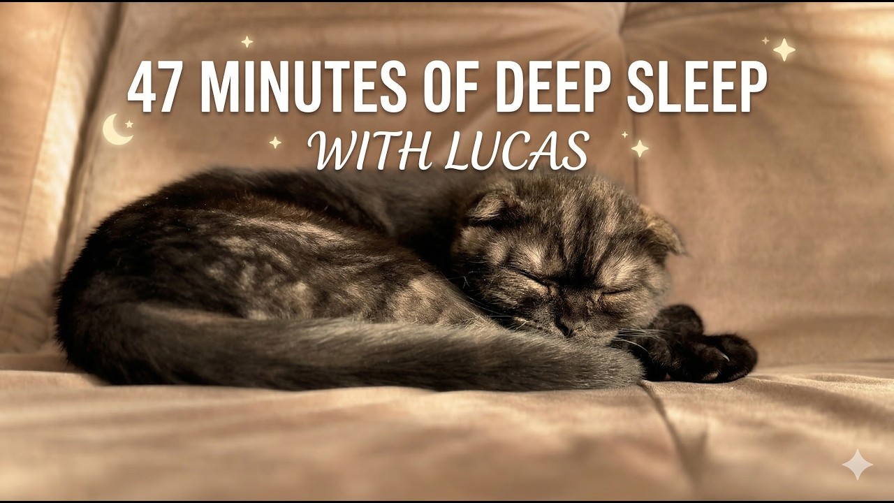 The Most Relaxing 47 Minutes of Your Life... 🐱 (Deep Sleep with Lucas) | Gehri Neend for Cat Lovers