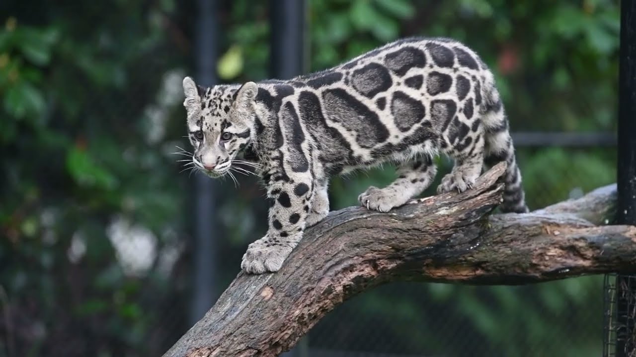 Clouded leopard cub Rakhan plays with care team