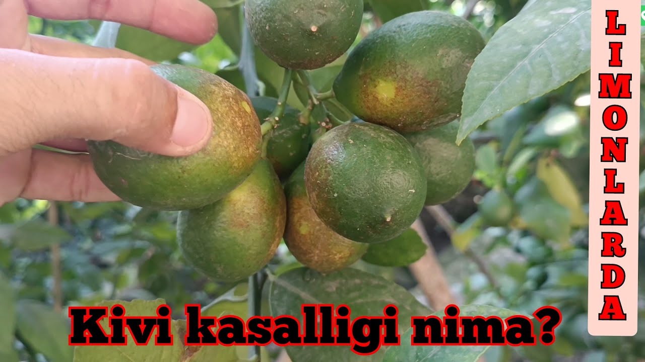 (Kivi kasalligi) nima? qanday dorilar sepiladi? nima sabab bunday bo'ladi? Shu savollarga javob ☝️..